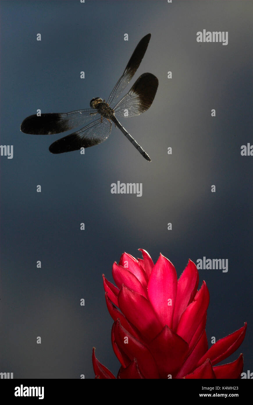 Schwarz, Dragonfly, im Flug, Costa Rica, High Speed fotografische Technik, Fliegen, Bestellung: odonata, tropischen Dschungel, schwarz gebänderte Flügel Stockfoto
