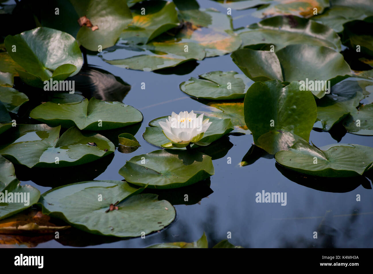 Seerose (Nymphaea) Blüte sitzt auf der Oberfläche der Teich Wasser. Stockfoto