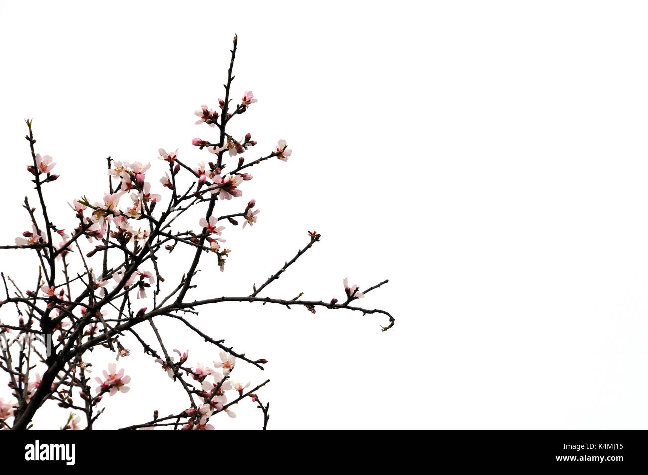 Almond Tree Branches mit rosa Blumen auf weißem Hintergrund. Frühling neues Leben abstrakt. Stockfoto