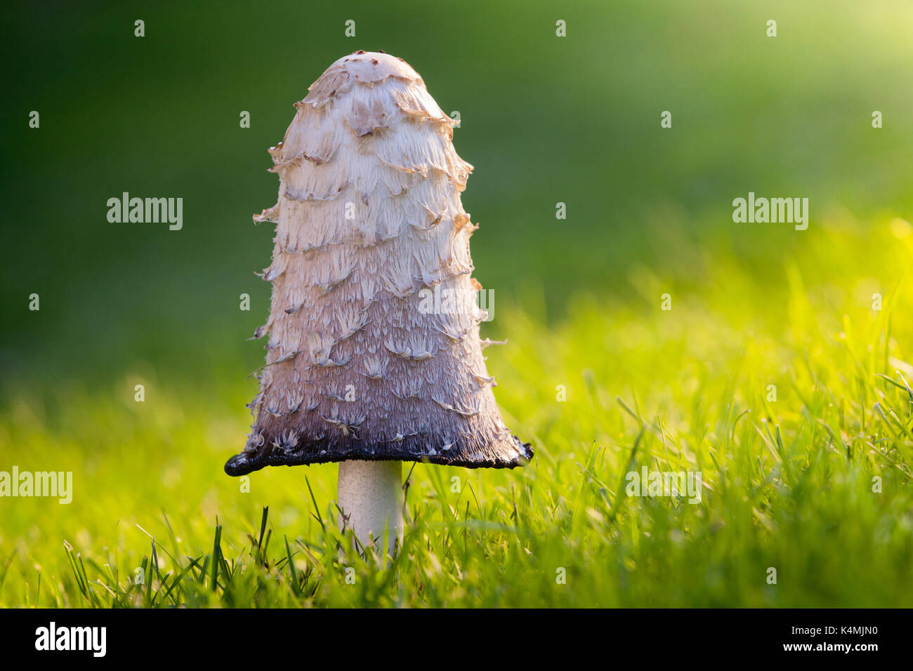 Shaggy Ink Cap Pilz im August in Brightwater Gärten, Saxby, Lincolnshire, Großbritannien. Sommer, August 2017. Die Royal Horticultural Society Partner Garten. Stockfoto