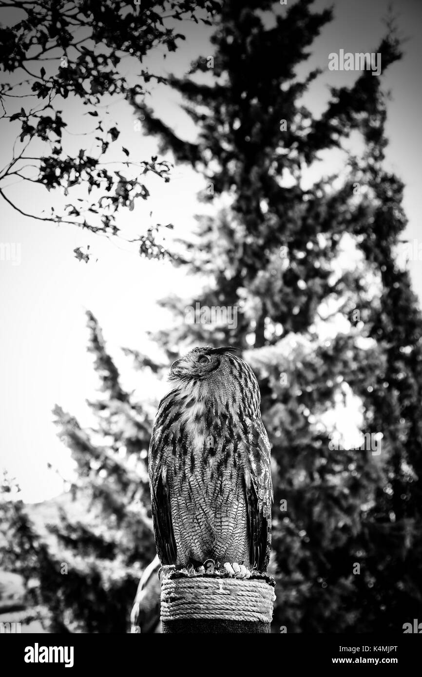 Royal Eule in einer Anzeige von Raubvögeln, Macht und Größe, Detail der grosse Vogel, Vogel Stockfoto