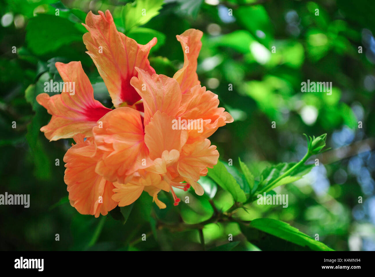 Orange doppel Pfirsich Hibiscus Stockfoto