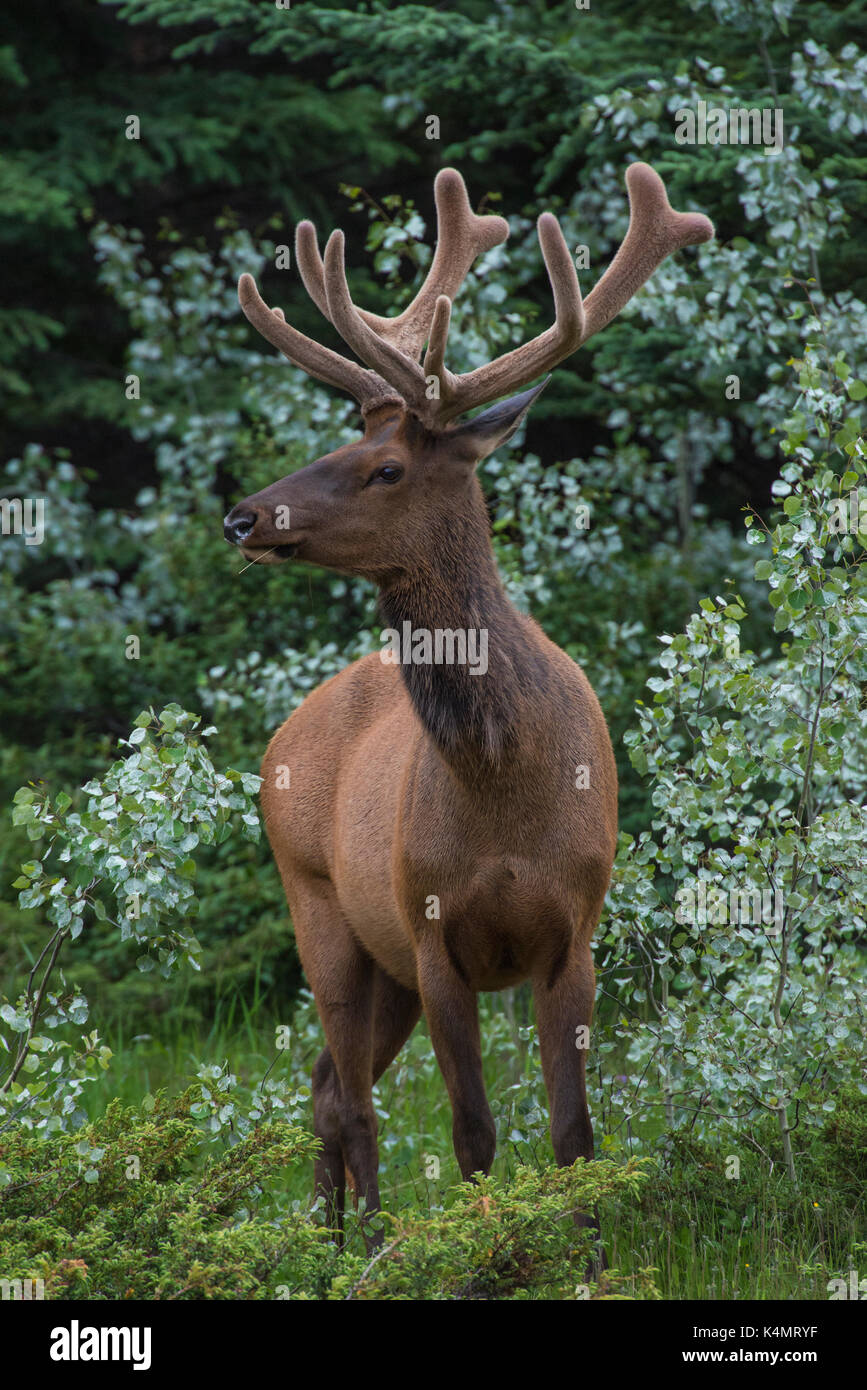 Bull Elk mit samt Geweih im Jasper Nationalpark, UNESCO-Weltkulturerbe, Alberta, Kanada, Nordamerika abgedeckt Stockfoto