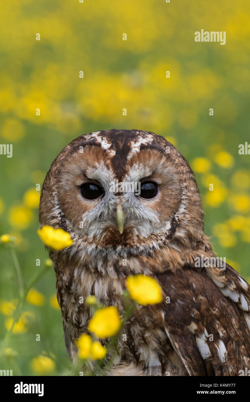 Waldkauz (Strix aluco), Ranunkeln, Captive, Cumbria, England, Vereinigtes Königreich, Europa Stockfoto