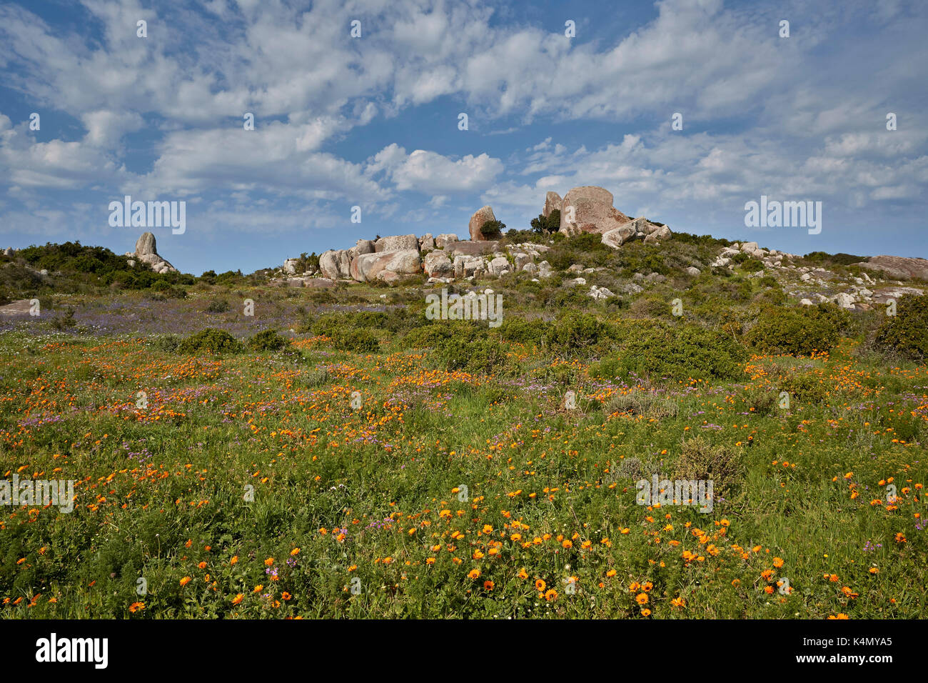 Orange und lila Wildblumen, West Coast National Park, Südafrika, Afrika Stockfoto