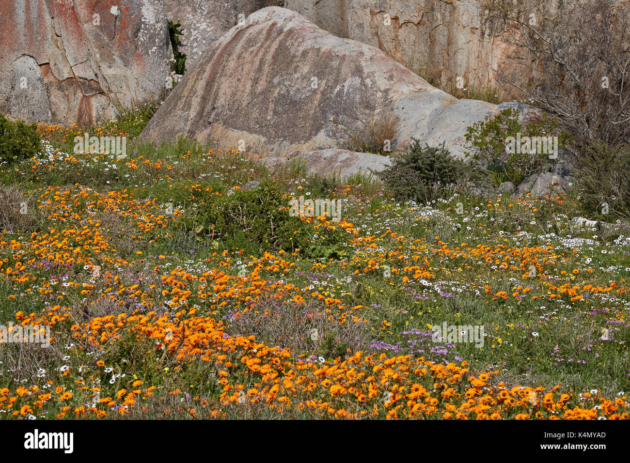 Orange, lila, weiss und gelb Wildblumen, West Coast National Park, Südafrika, Afrika Stockfoto