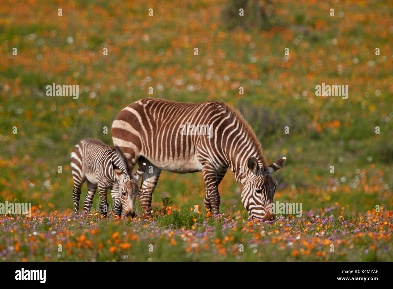 Cape Mountain Zebra (Equus zebra Zebra) unter Wildblumen, West Coast National Park, Südafrika, Afrika Stockfoto