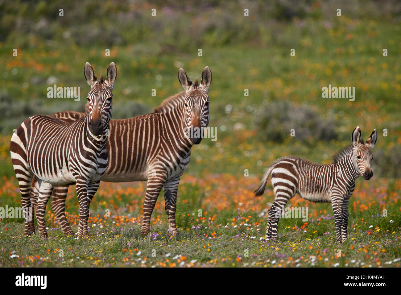 Cape Mountain Zebra (Equus zebra Zebra) unter Wildblumen, West Coast National Park, Südafrika, Afrika Stockfoto