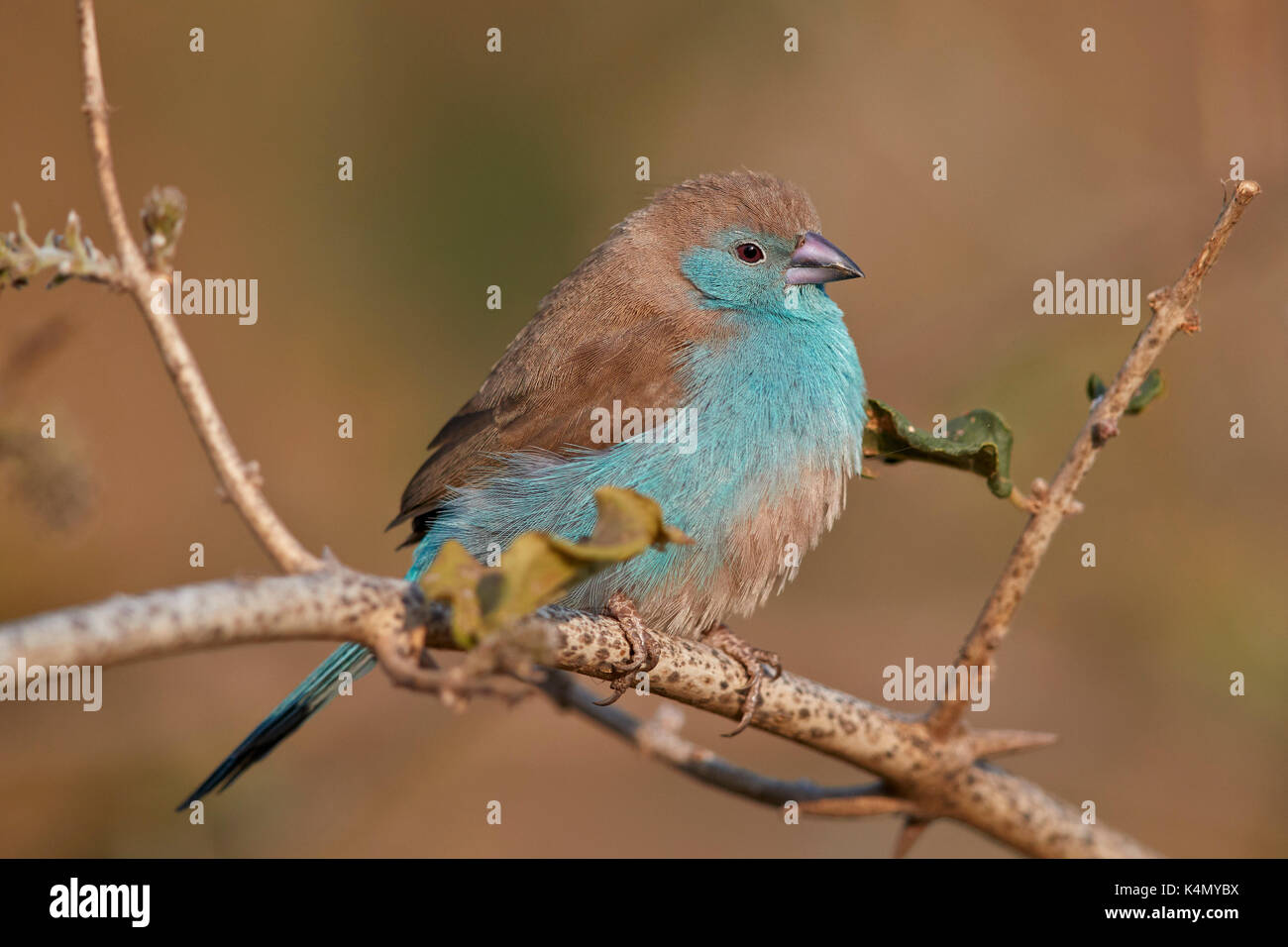 Blau waxbill (Uraeginthus angolensis), Krüger Nationalpark, Südafrika, Afrika Stockfoto