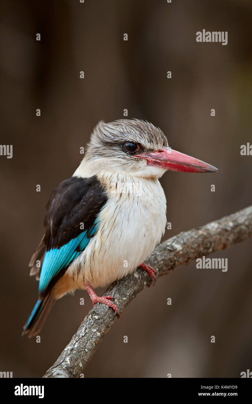 Braun mit Kapuze Kingfisher (Halcyon Albiventris), Krüger Nationalpark, Südafrika, Afrika Stockfoto