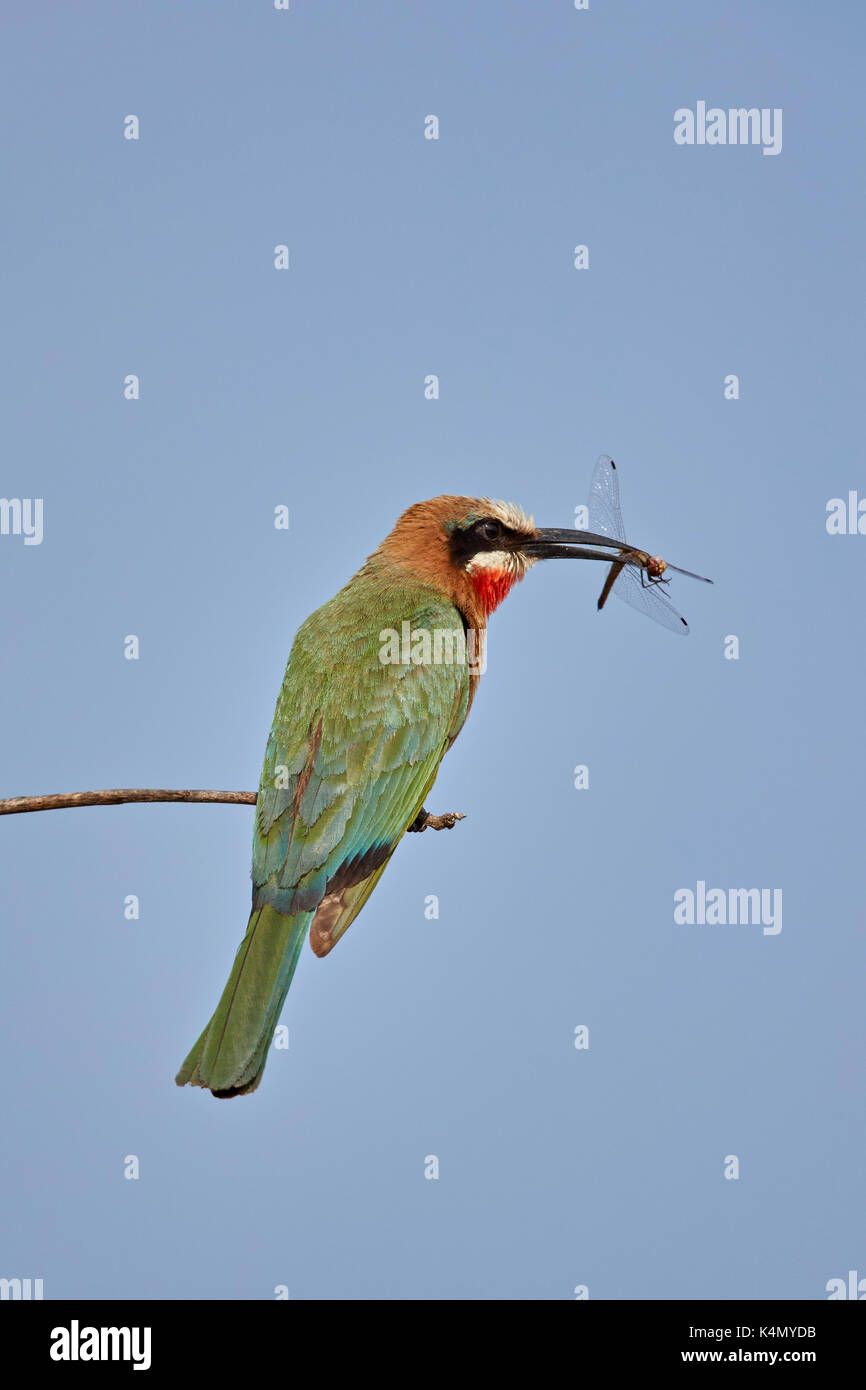 Mit weißer Fassade, Bienenfresser (Merops bullockoides) mit einer Libelle, Krüger Nationalpark, Südafrika, Afrika Stockfoto