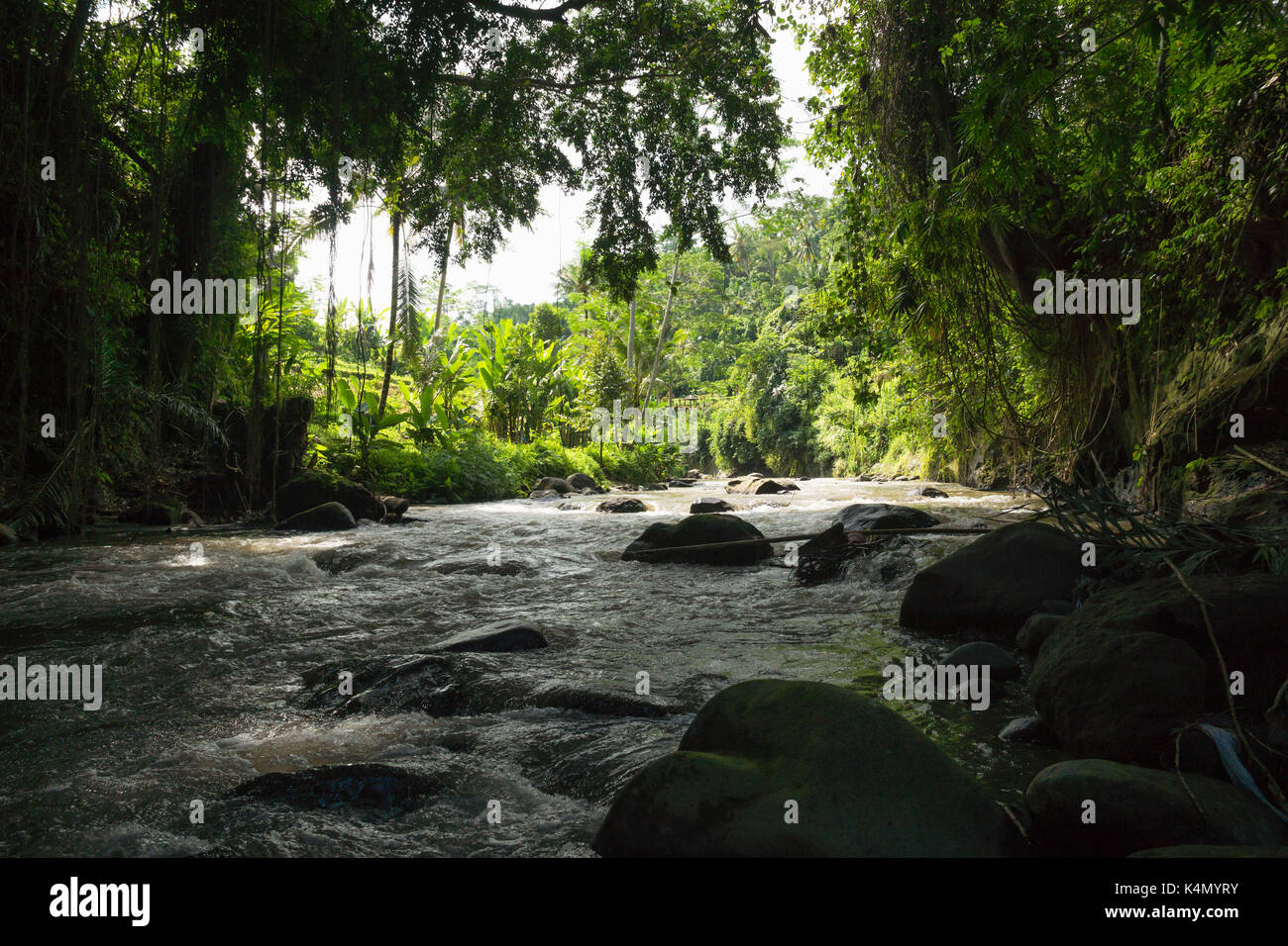 In den Fluss mit Blick auf die Reisfelder in Ubud, Bali, Indonesien Stockfoto