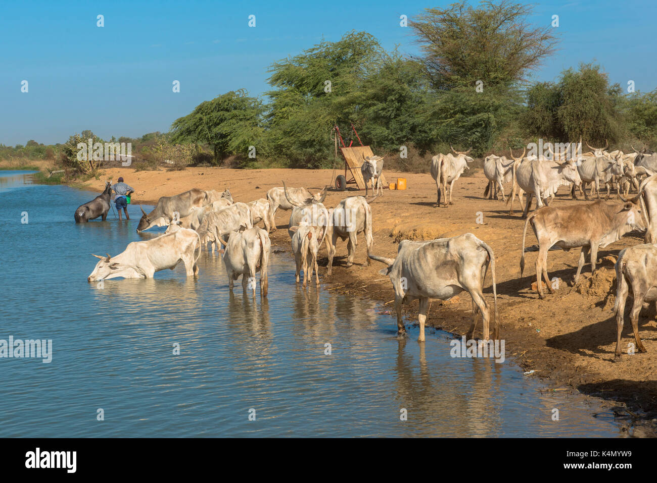 Herde von zebus Trinkwasser Flusswasser, Senegal, Westafrika, Afrika Stockfoto