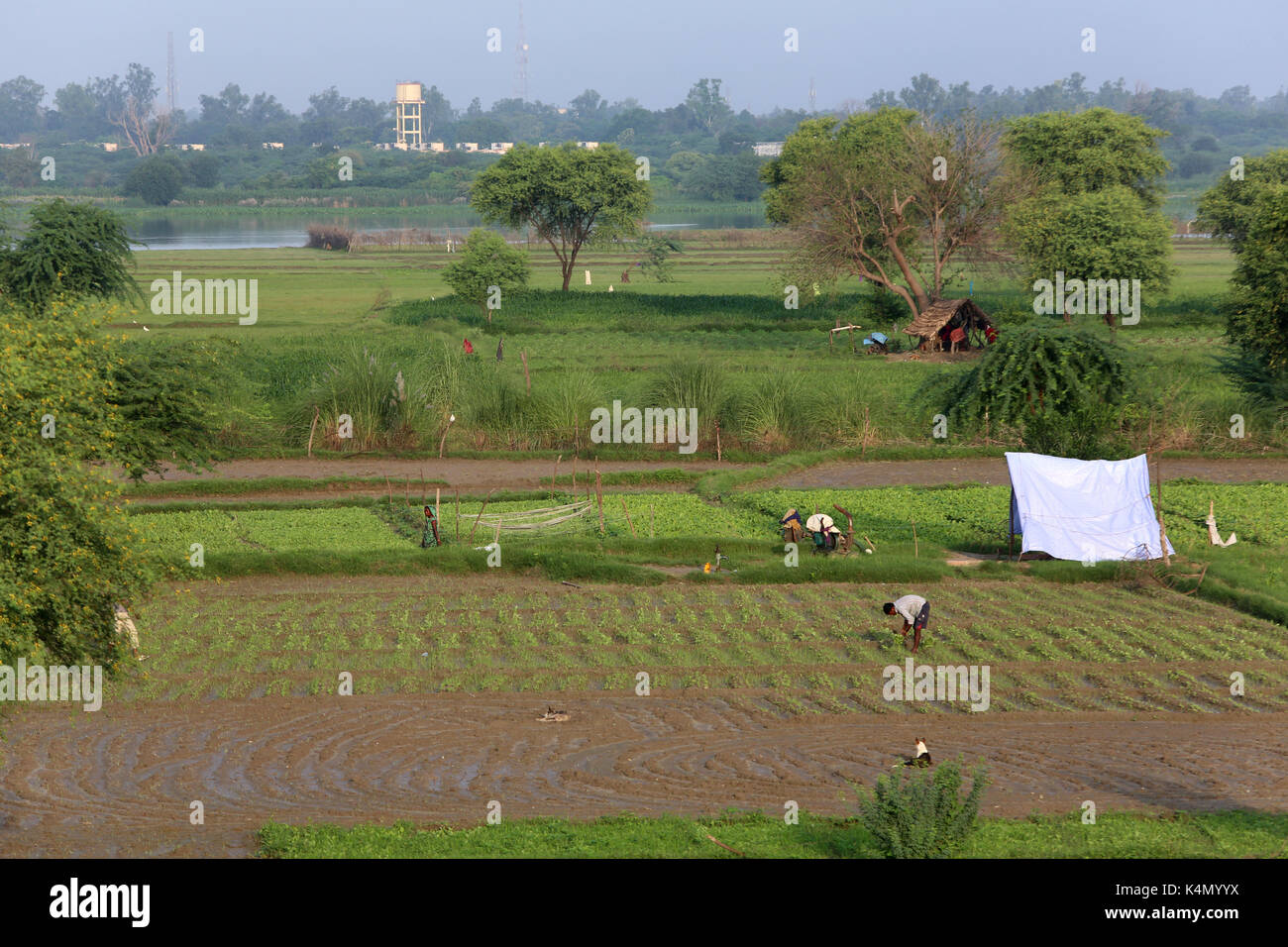 Gemüseanbau in Rawal, Uttar Pradesh, Indien, Asien Stockfoto