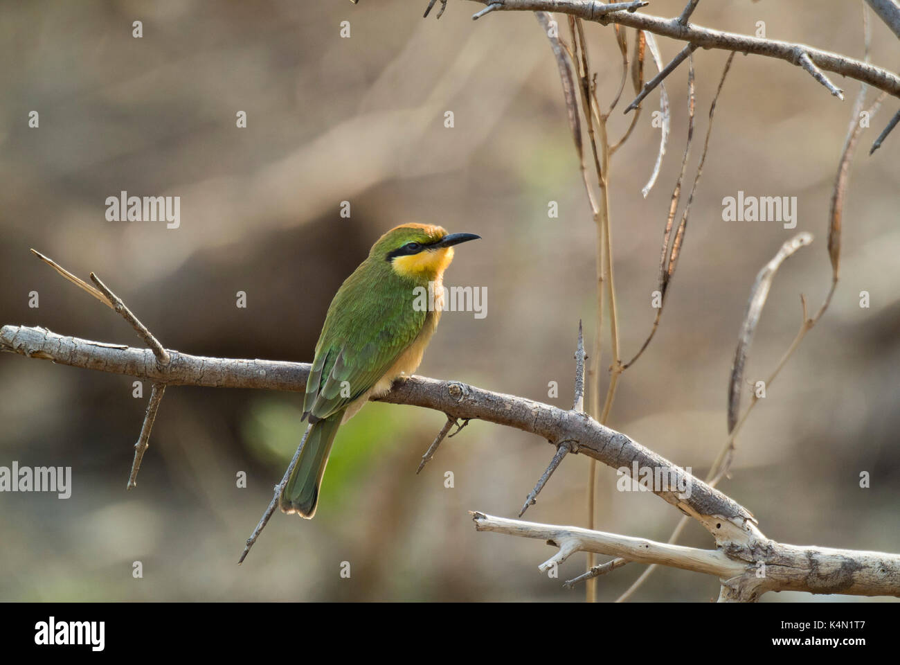Wenig BIENENFRESSER (MEROPS PUSILLUS) AUF DIE NIEDERLASSUNG IN DER NÄHE VON KAPAMBA BUSH CAMP, South Luangwa National Park, Sambia gehockt Stockfoto