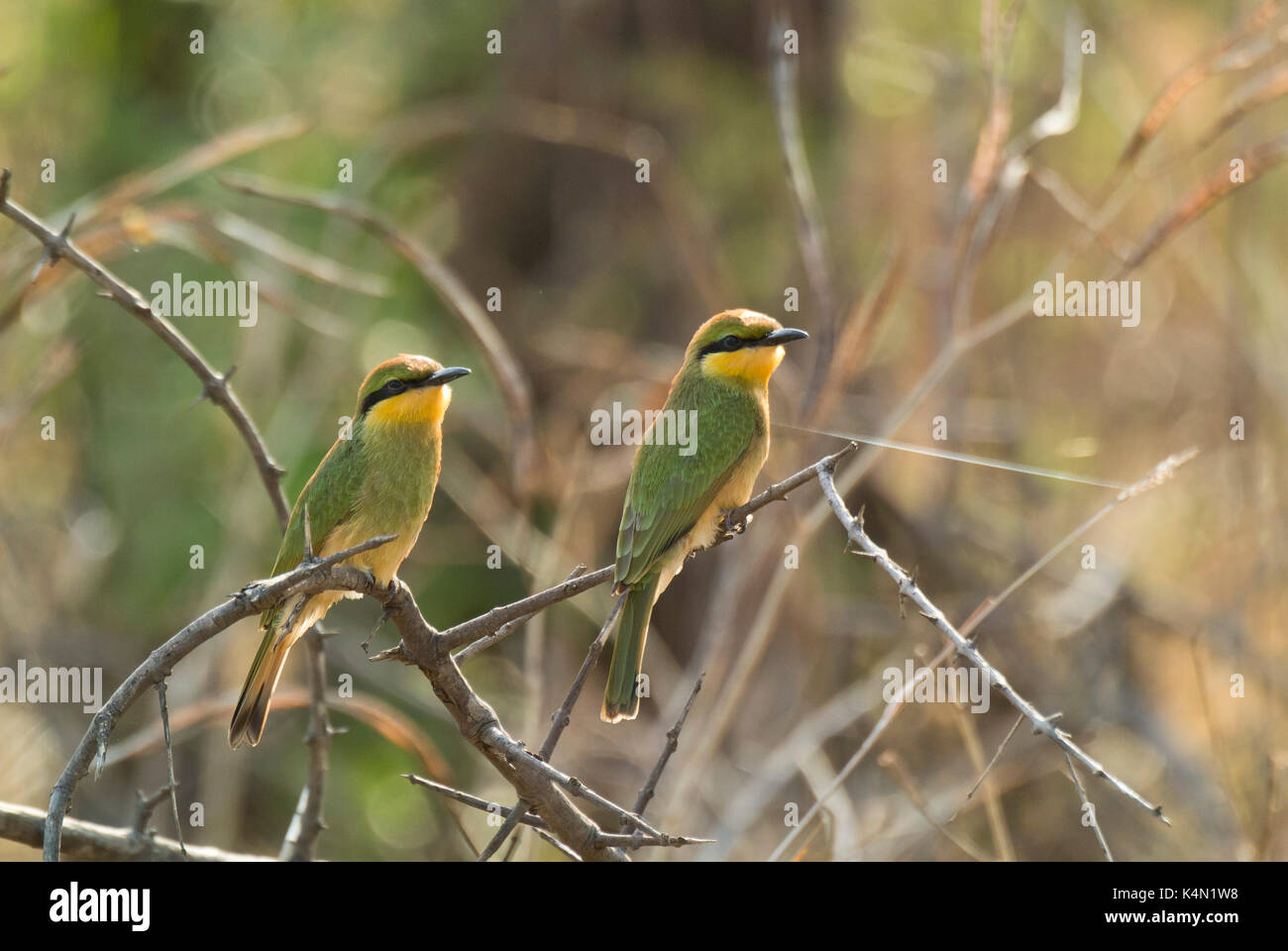 Zwei kleine BIENENFRESSER (MEROPS PUSILLUS) AUF DIE NIEDERLASSUNG IN DER NÄHE VON KAPAMBA BUSH CAMP, South Luangwa National Park, Sambia gehockt Stockfoto