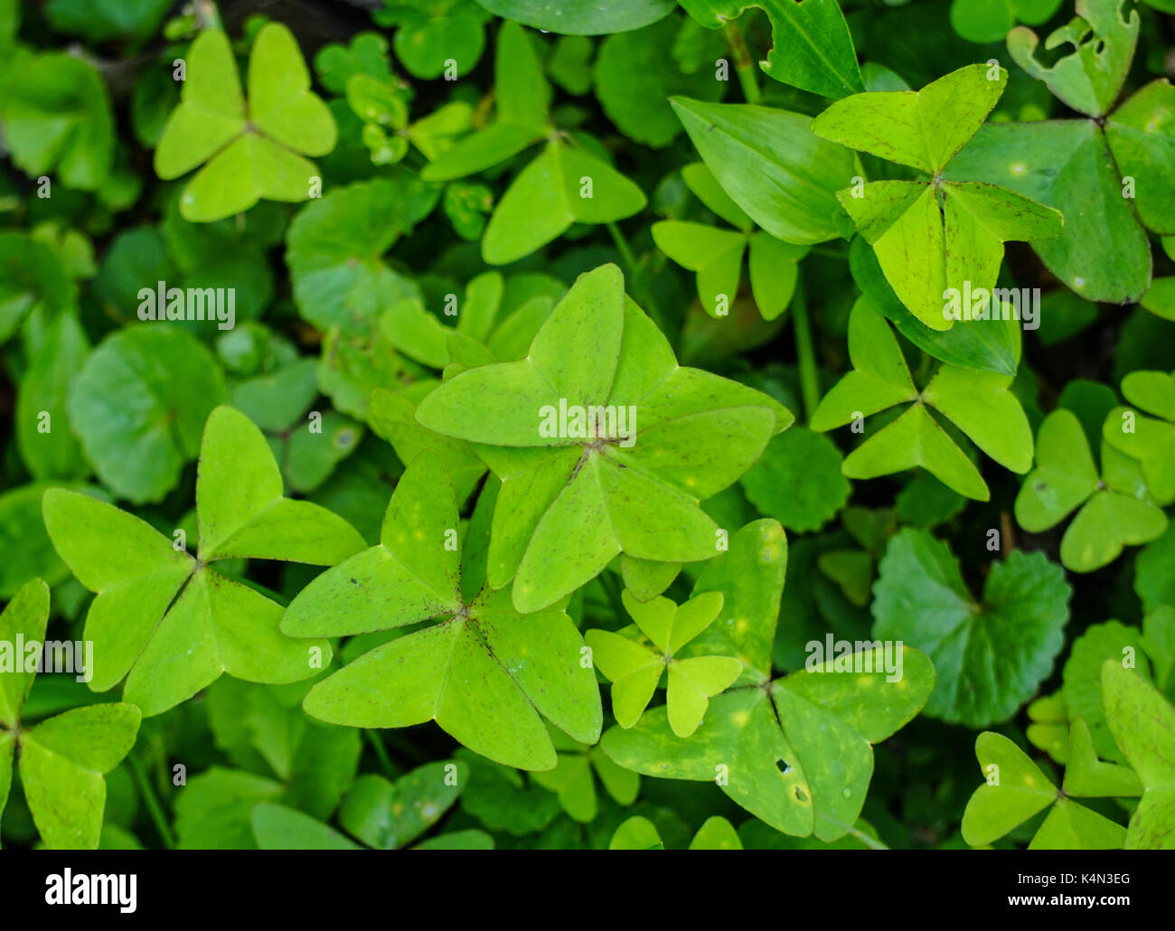 In Der Nahe Von Trifolieae Klee Pflanzen Im Garten Im Fruhling