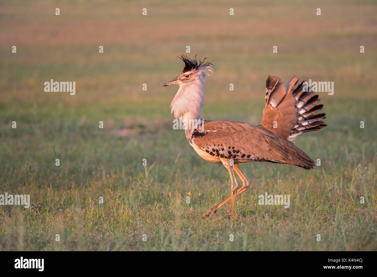 Kori bustard (Ardeotis Kori) männlichen Balz, Kgalagadi Transfrontier Park, Northern Cape, Südafrika, Afrika Stockfoto