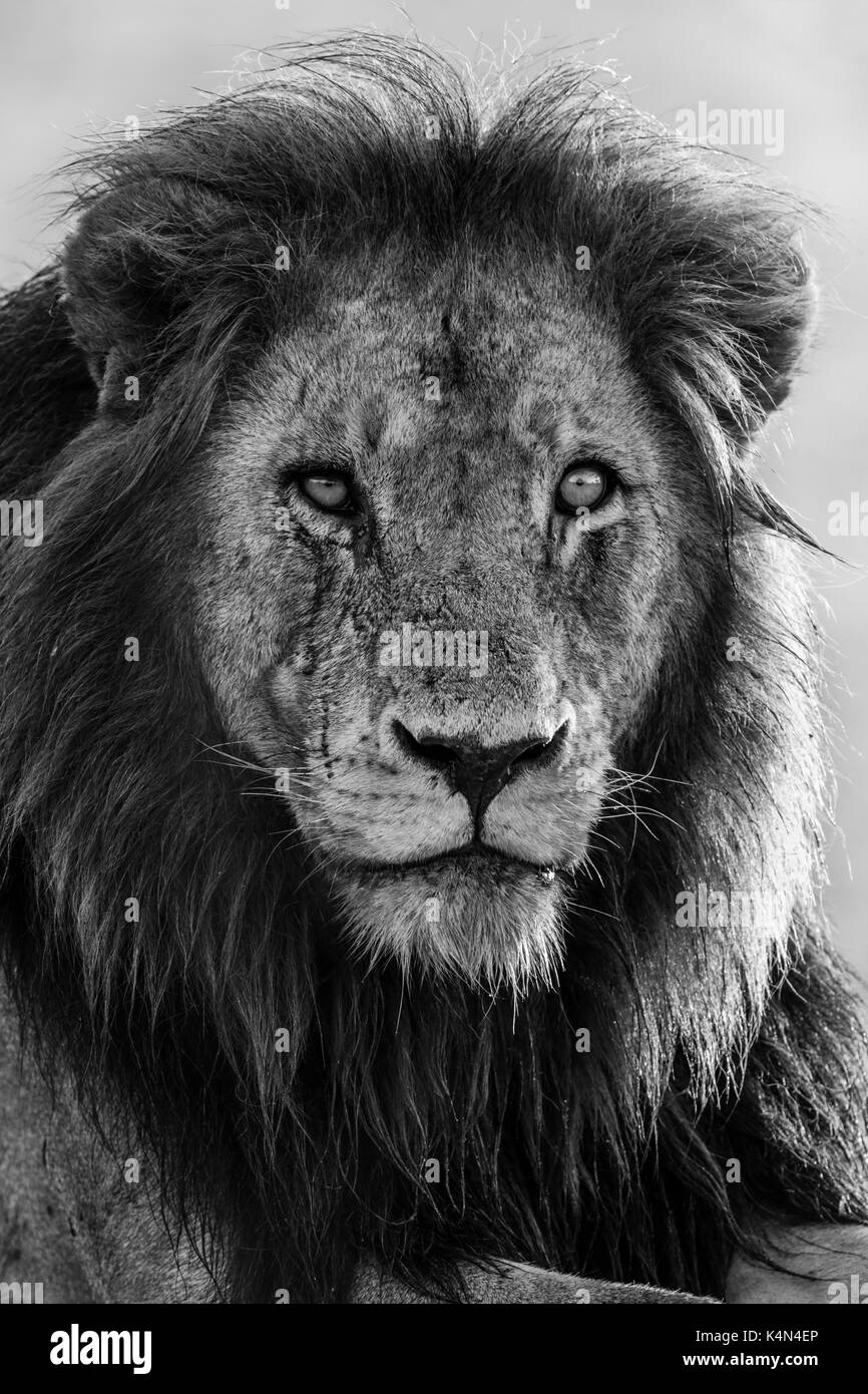 Löwe (Panthera Leo), Krüger Nationalpark, Südafrika, Afrika Stockfoto