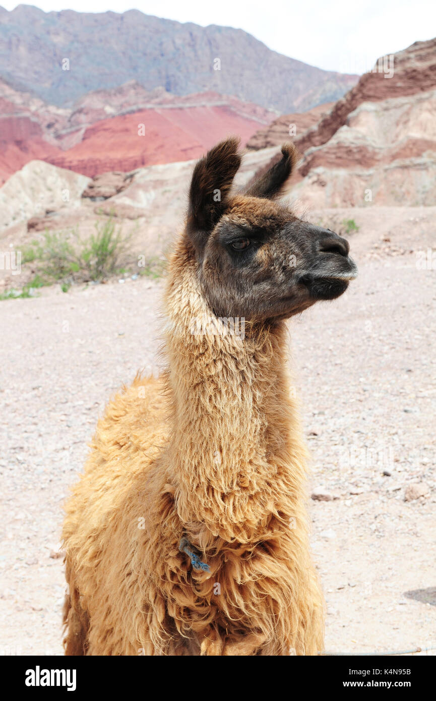 Eine Nahaufnahme von einem Lama, Bolivien Stockfoto