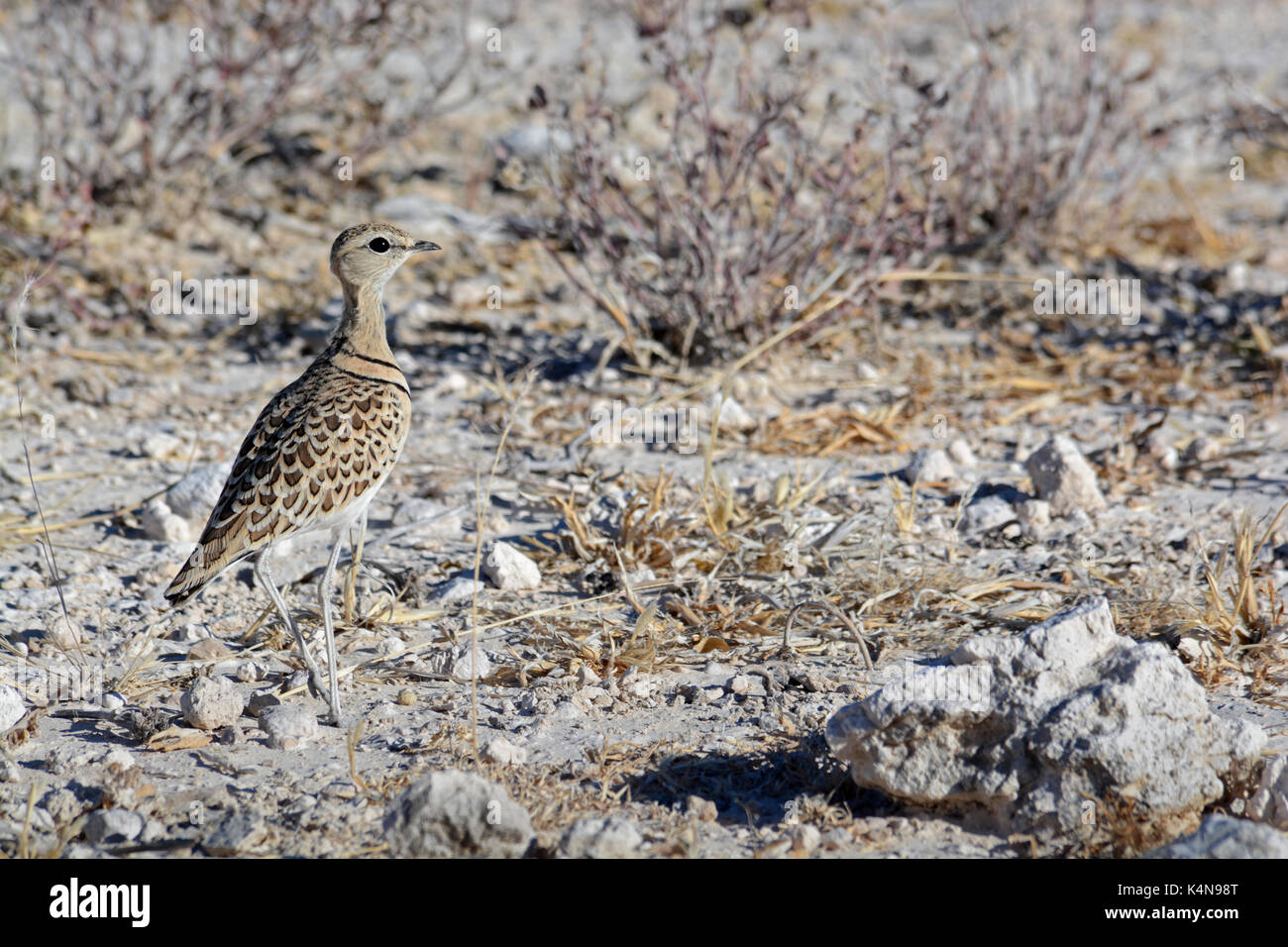 Ein Doppel-Gebändert Renner versucht, sich unter den trockenen Gestrüpp des Etosha National Park, Namibia zu mischen Stockfoto