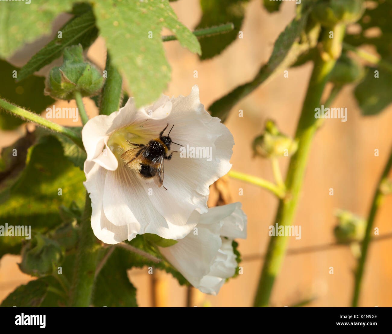 Buff-tailed Bumblebee beschichtet in Pollen im Inneren der Blüte eines altmodischen Malve an einem warmen Sommerabend in einem englischen Garten. Stockfoto