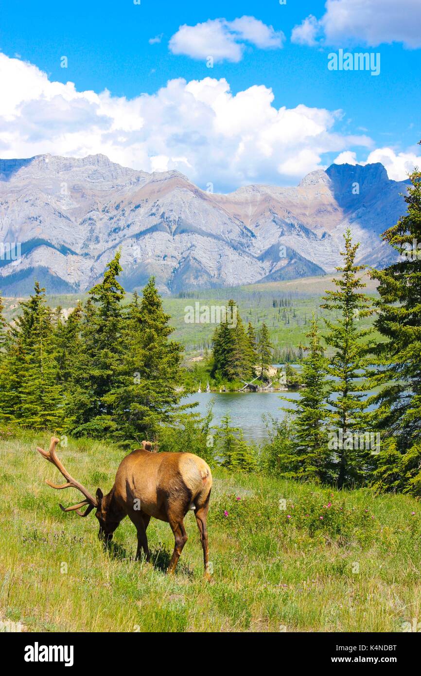 Elche grasen in Jasper National Park, Alberta, Kanada Stockfoto
