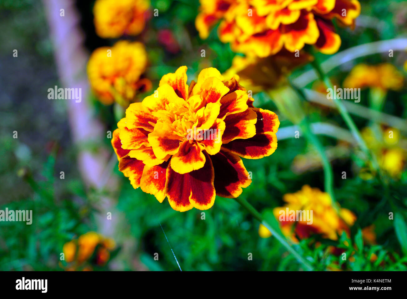 Ringelblume blühen IN DER SONNE Stockfoto