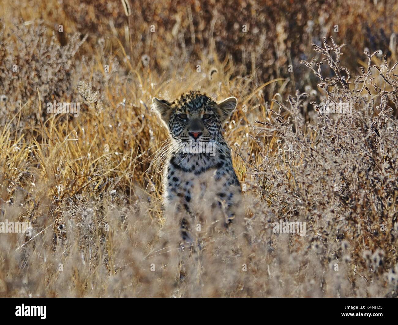 Neugierige junge Leoparden beobachten Stockfoto