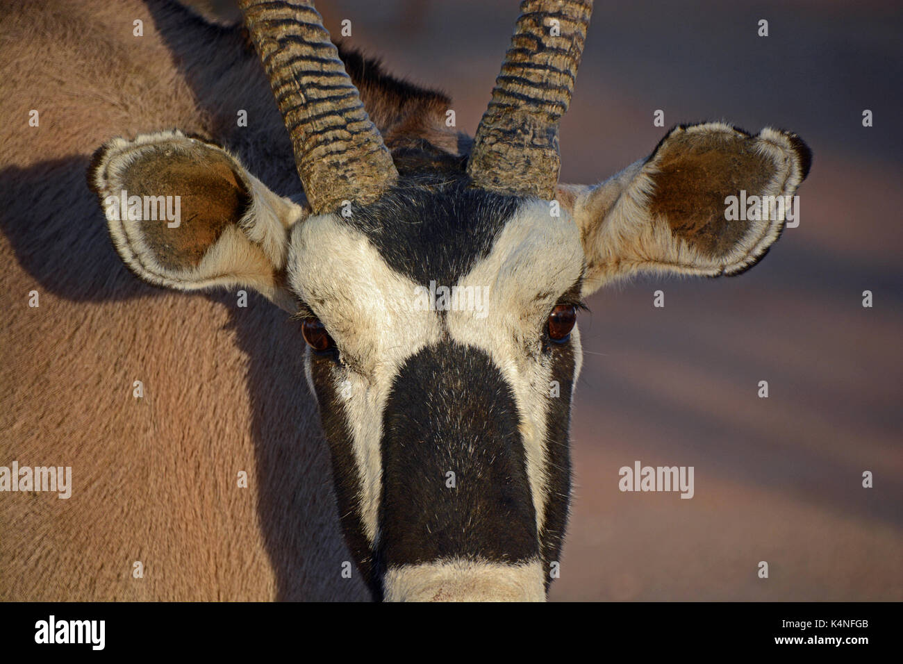 Oryx Gesicht Nahaufnahme. In der Nähe von Sesriem, Namibia genommen Stockfoto