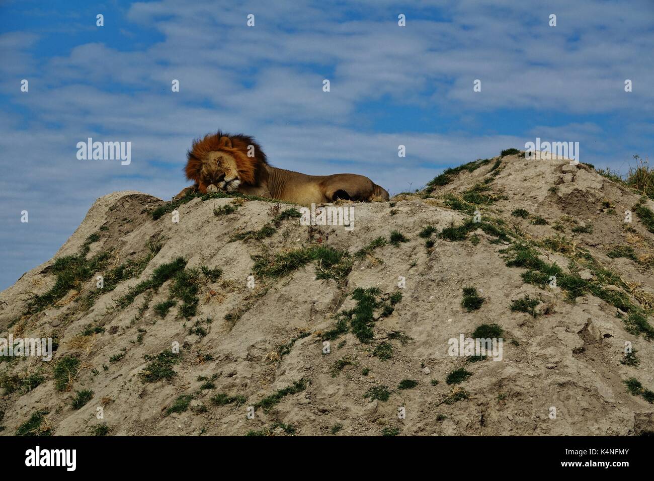 Löwen schlafen auf einem Hügel Stockfoto