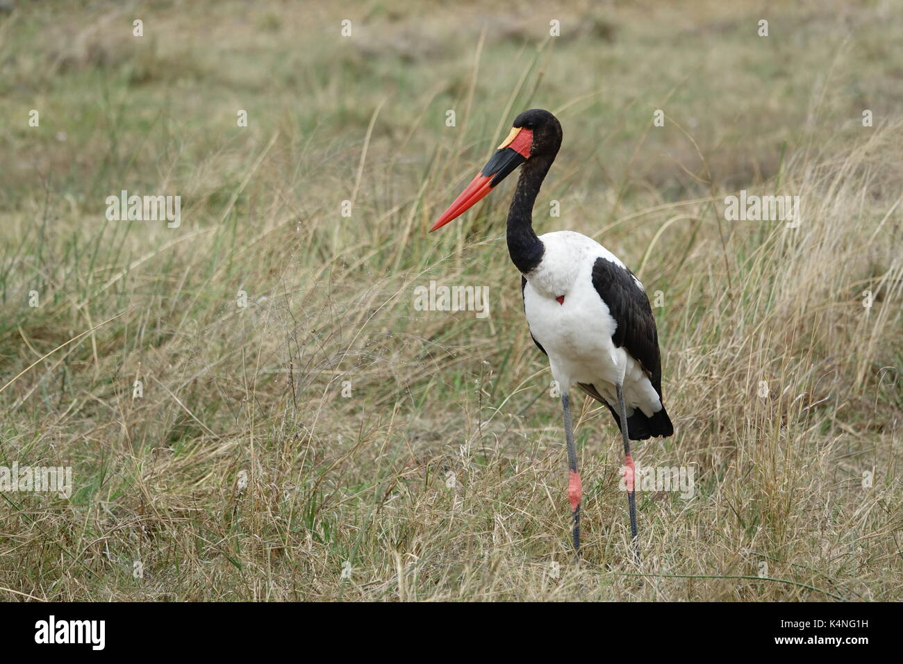 Sattel – abgerechnet Storch Stockfoto
