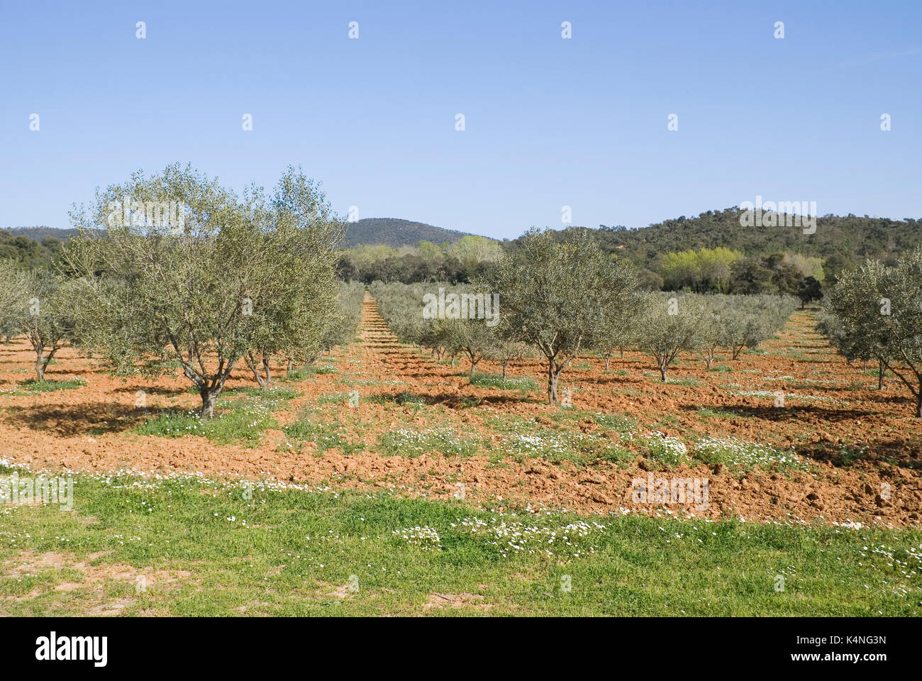 Typische Kultur der Olivenbäume im südlichen Frankreich Stockfoto