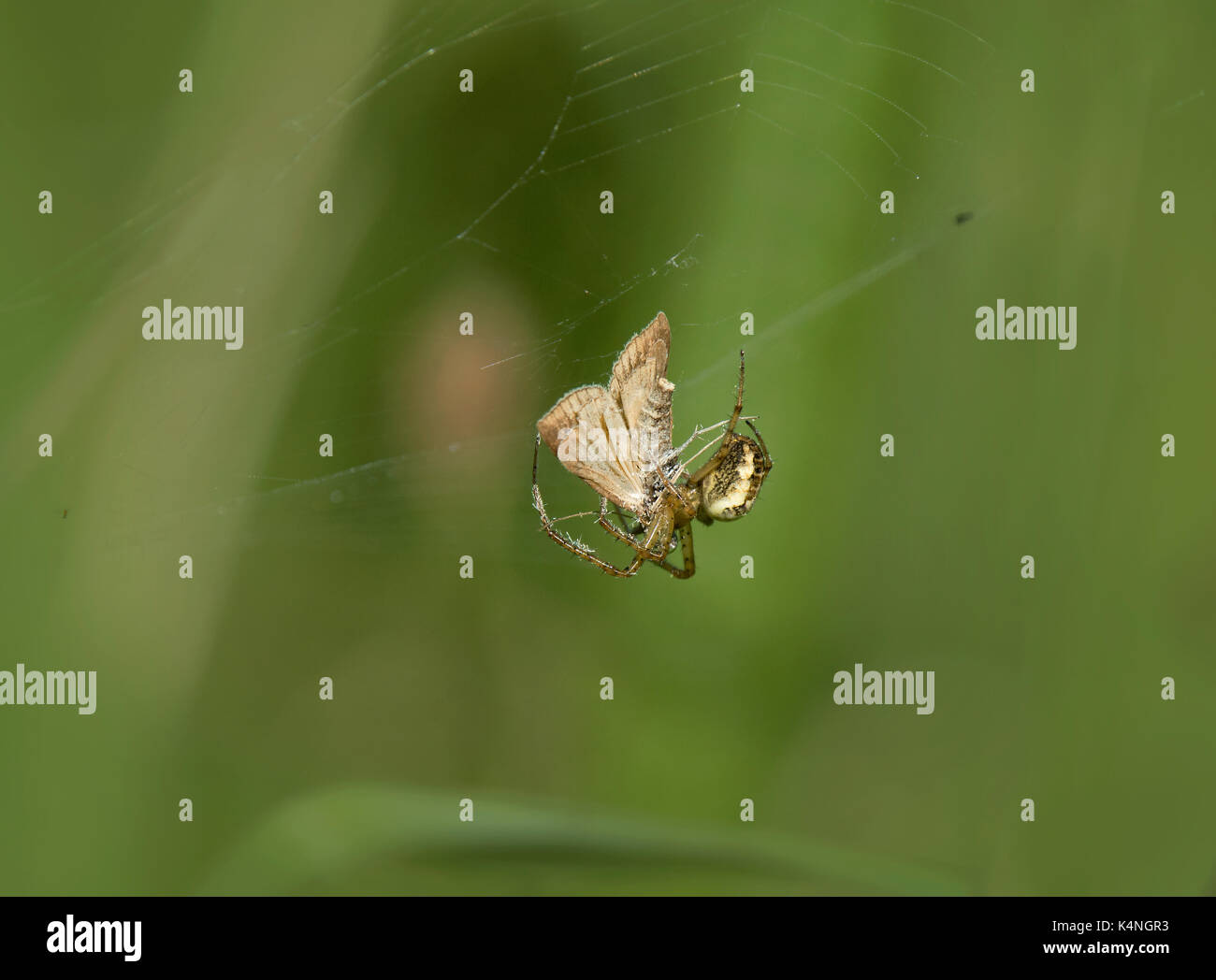 Crab Spider, Xysticus cristatus, wickeln eine Motte in Seide, Lancashire, Großbritannien Stockfoto