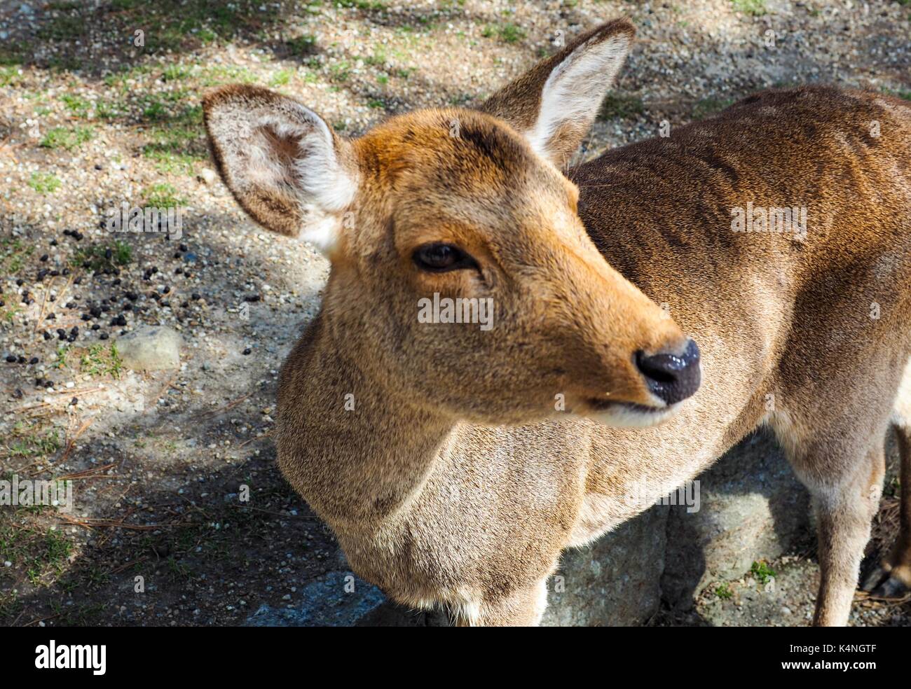 Rotwild in Nara Park, Nara, Japan Stockfoto