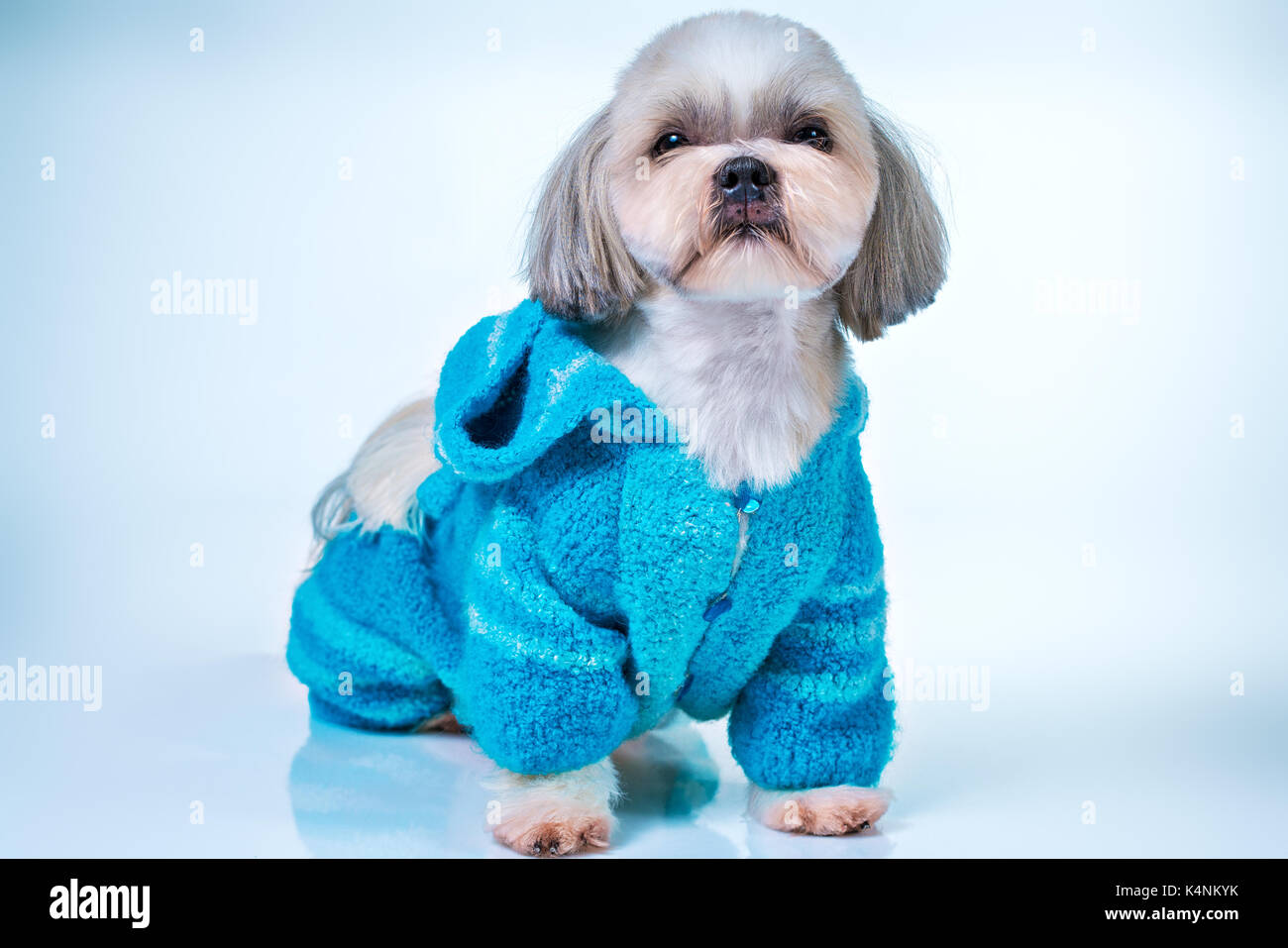 Shih Tzu Hund in blaue Strickpullover. Auf hellen weißen und blauen Hintergrund. Stockfoto
