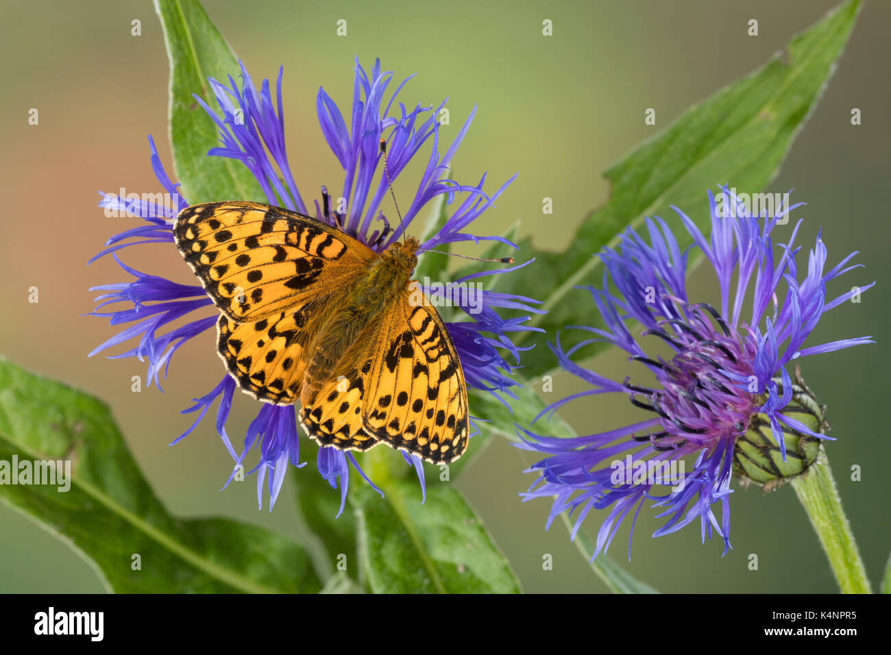 Großer Perlmuttfalter, großer Perlmutterfalter, großer Perlmutt-Falter, Argynnis aglaja, Speyeria aglaja, Mesoacidalia aglaja, Dunkelgrüner Fritillär, Stockfoto