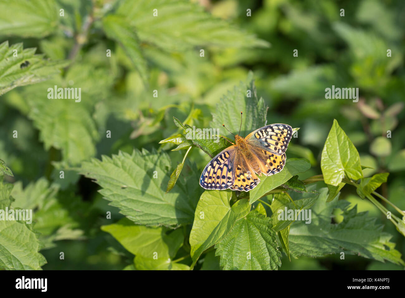 Großer Perlmuttfalter, großer Perlmutterfalter, großer Perlmutt-Falter, Argynnis aglaja, Speyeria aglaja, Mesoacidalia aglaja, Dunkelgrüner Fritillär, Stockfoto