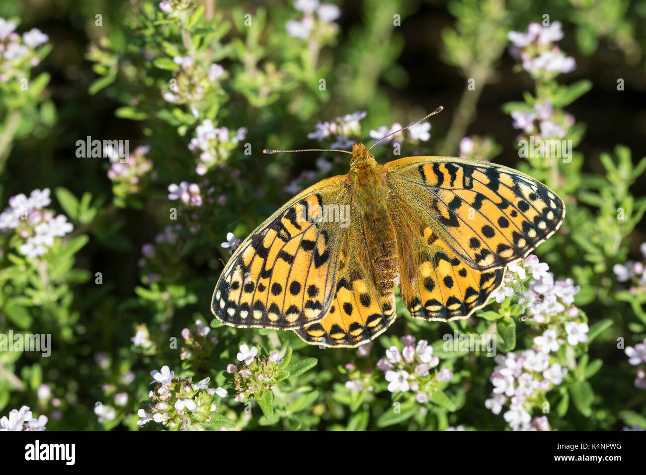 Großer Perlmuttfalter, großer Perlmutterfalter, großer Perlmutt-Falter, Argynnis aglaja, Speyeria aglaja, Mesoacidalia aglaja, Dunkelgrüner Fritillär, Stockfoto