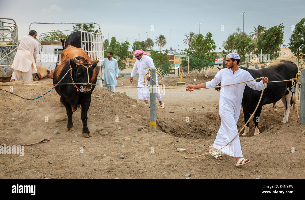 Fujairah, VAE, April 1, 2016: die lokale Bevölkerung Stiere bringen für die traditionellen Stierkämpfe in Fujairah, VAE Stockfoto