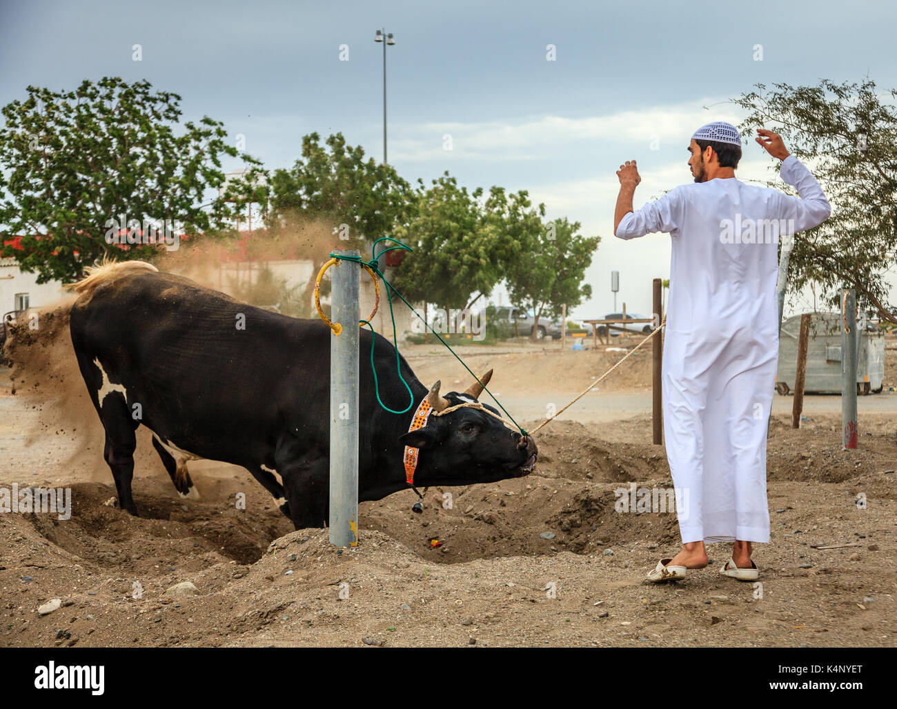 Fujairah, VAE, April 1, 2016: Stier erwartet seine Umdrehung in traditionellen Stierkämpfe in Fujairah, VAE zu kämpfen Stockfoto