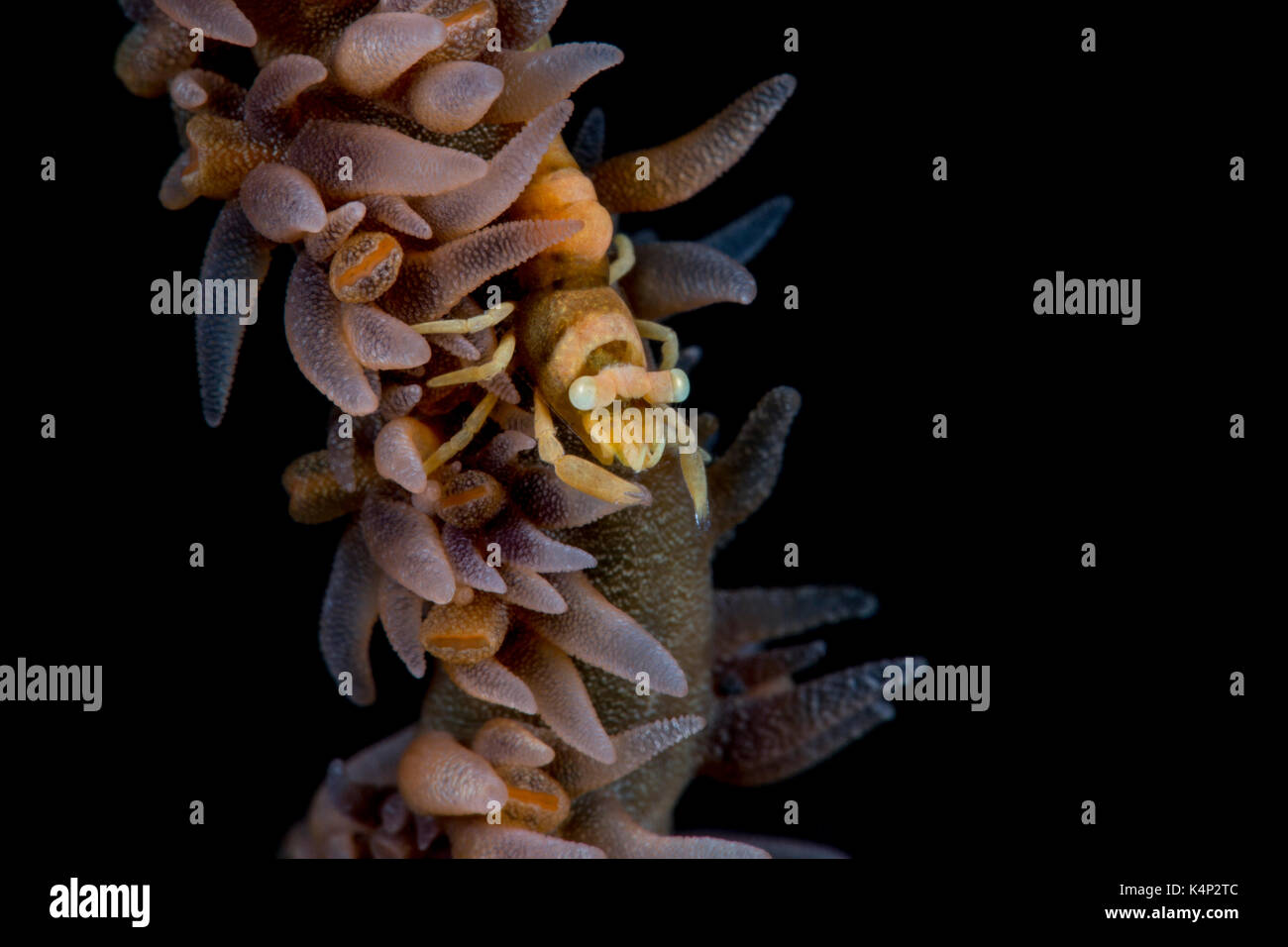 Sansibar Peitsche Korallen Garnele auf schwarzem Hintergrund Stockfoto