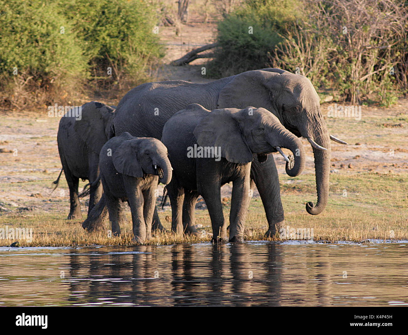 Familie von afrikanischen Elefanten Trinken an einem Wasserloch in der Chobe National Park, Botswana Stockfoto