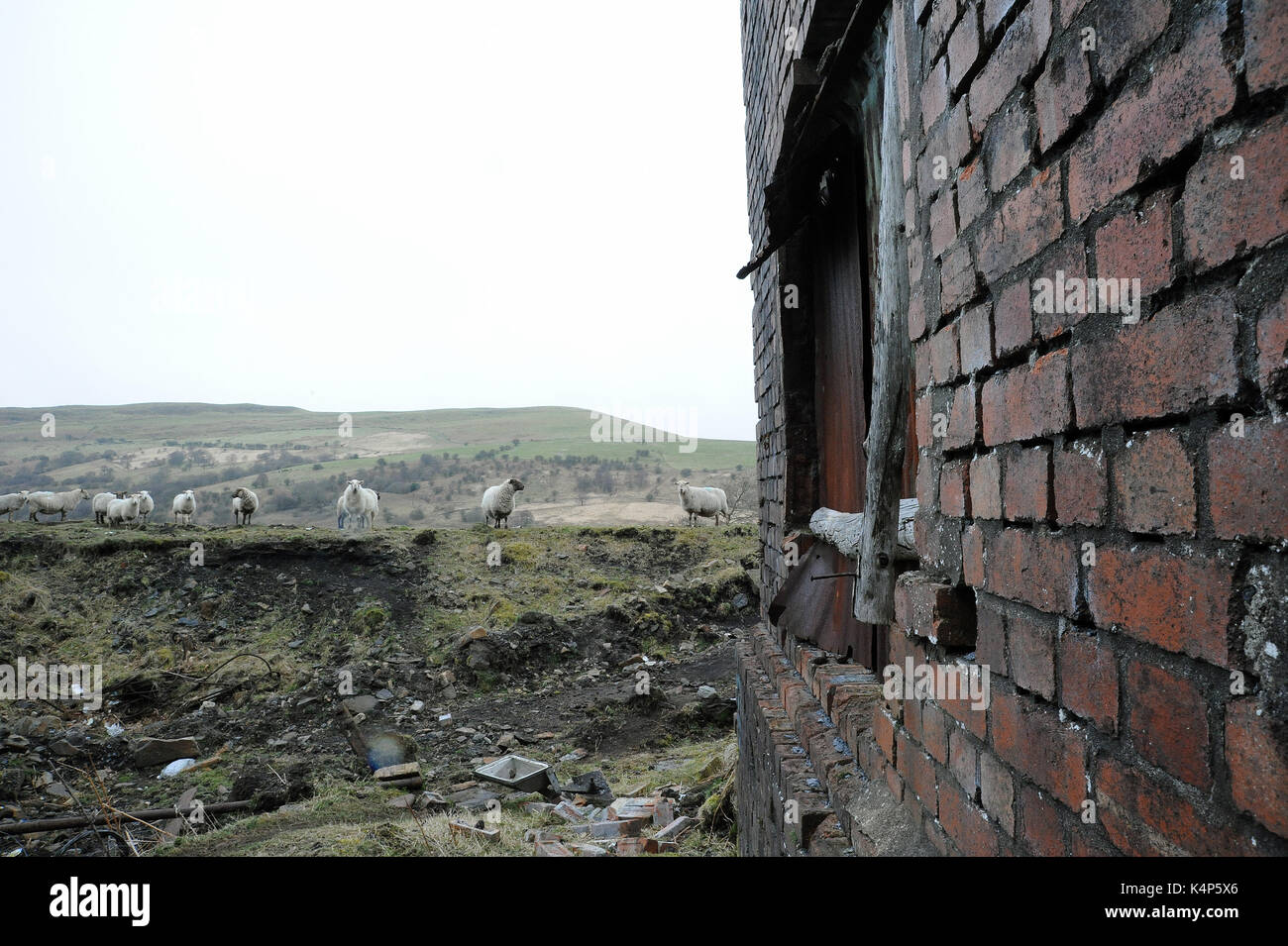 Alte Gebäude an Ffynnonau duon Nr. 3 Ebene. Die Neigung kann gerade unter die Schafe zu erkennen. Stockfoto