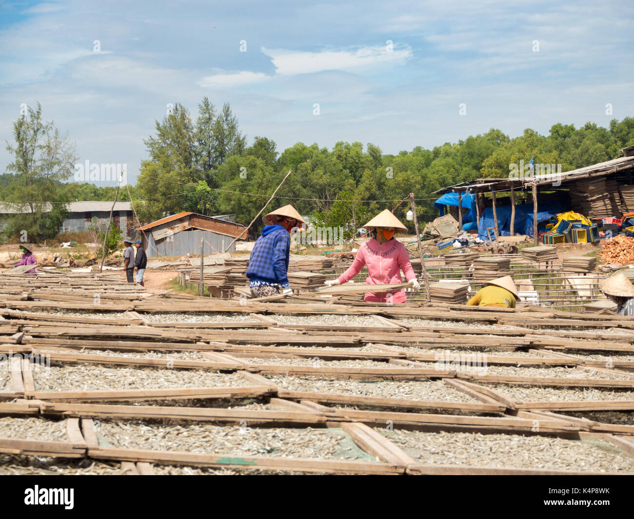 Frauen das Trocknen von Fisch, traditionelle vietnamesische Lebensmittelzutat, Phu Quoc Island, South Vietnam Stockfoto