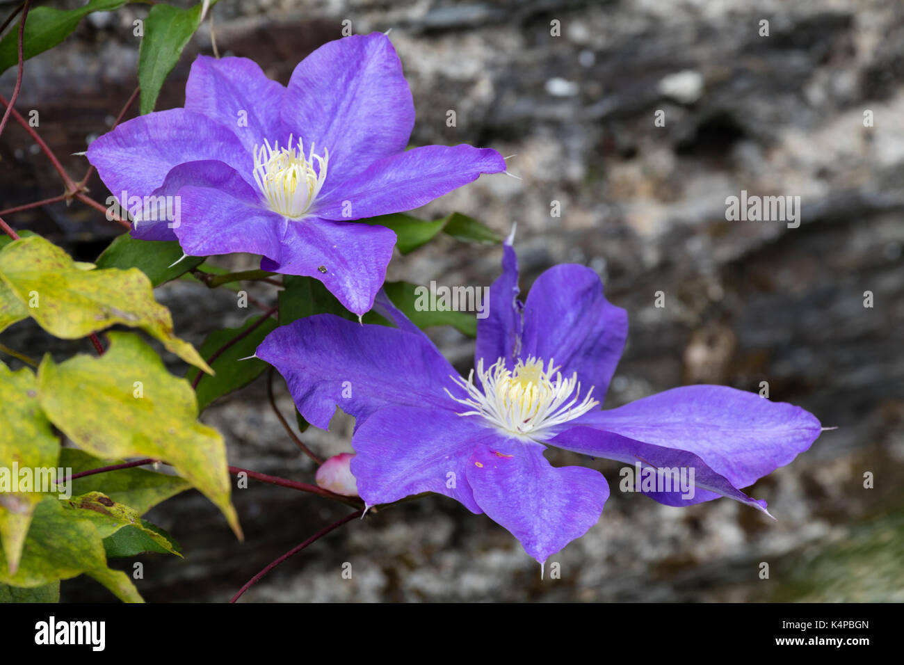 Lare, blaue Blumen Der winterharte Kletterpflanze, Clematis 'General Sikorski', während es später Sommer Blütezeit genommen Stockfoto