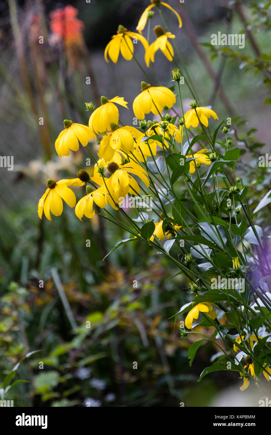 Gelb, spätsommerblumen Der winterharte Staude cut leaved Kegel Blume, Rudbeckia Baumannii' Herbstsonne' Stockfoto