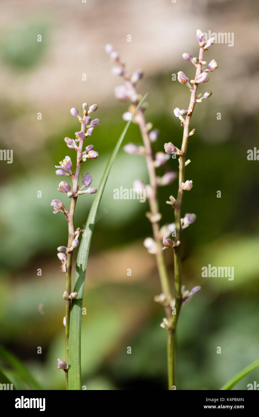 Blass levender Blumen der ungewöhnlichen Arten von niedrig wachsenden Lilie Rasen, Liriope koreana Stockfoto