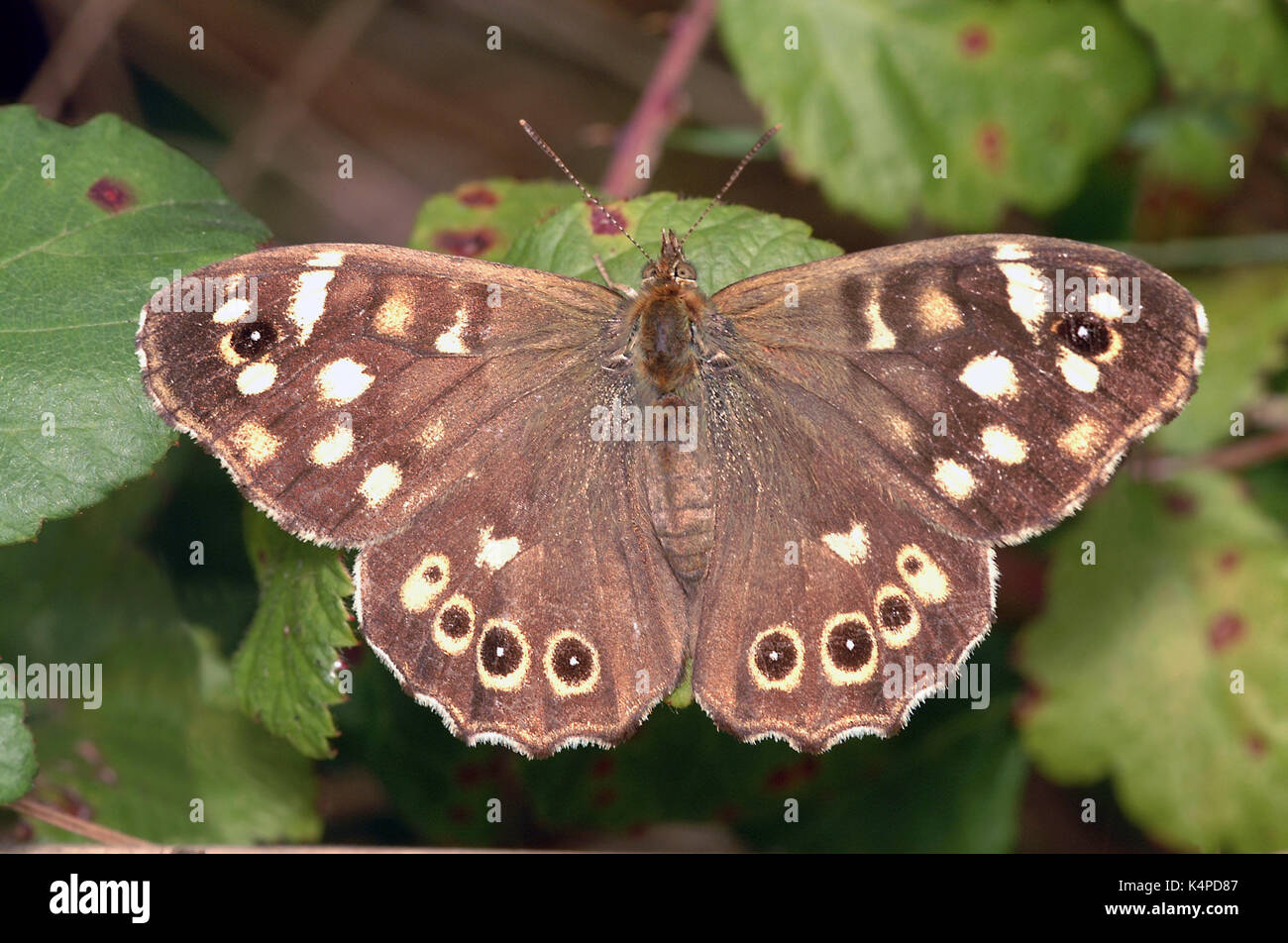 Gesprenkelte Holz Schmetterling (Pararge Aegeria) Stockfoto