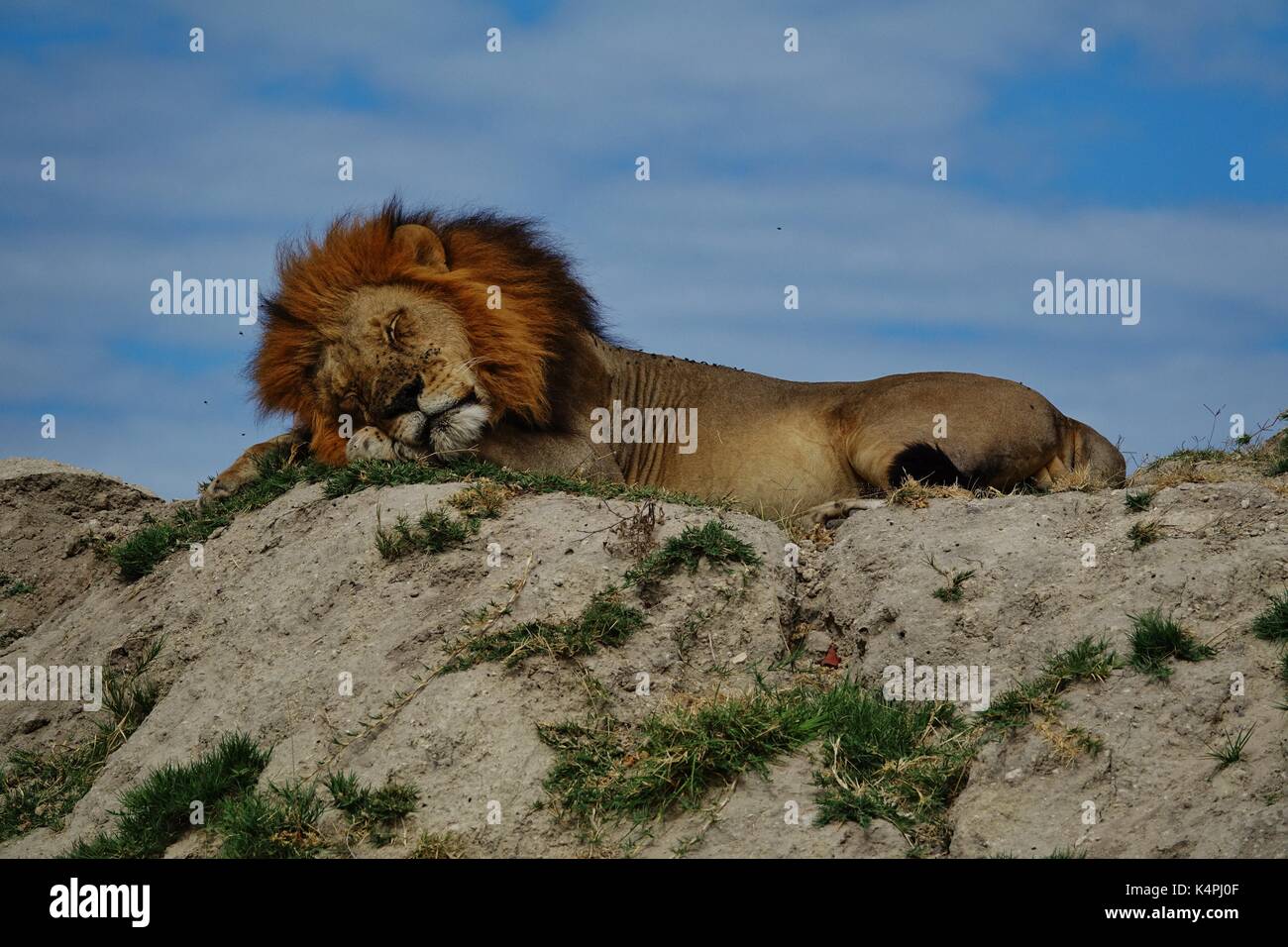 Männliche afrikanischen Löwen schlafen auf einem Hügel Stockfoto